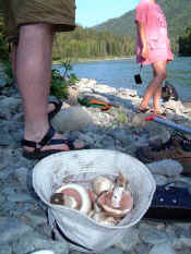 Mushrooms_katun.jpg (58639 bytes)