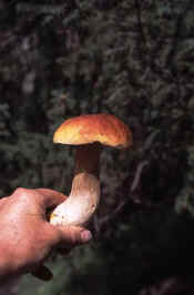 cep.jpg (30504 bytes)