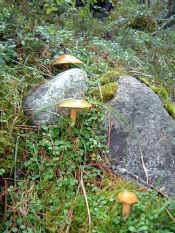 fungi.jpg (88275 bytes)