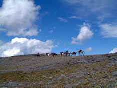 horses.jpg (47053 bytes)