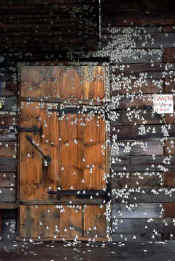 mothdoor.JPG (53793 bytes)