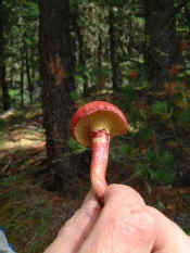 red_fungi.jpg (41487 bytes)