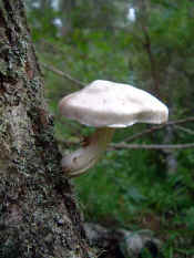 tree_fungi.jpg (48683 bytes)