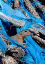 Holy_rodent.jpg (59562 bytes)