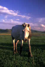 White_horse.jpg (38770 bytes)