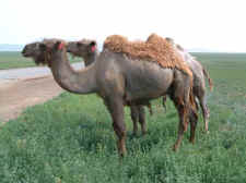 camels.jpg (49518 bytes)