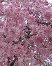 cherryblossom_portraitcrop.jpg (75576 bytes)