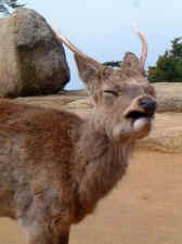 deer_laughing_Miyajima.JPG (38012 bytes)