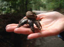 mushroom_star_puffball_in_hand.JPG (27210 bytes)