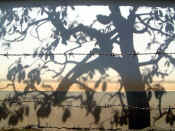 Barbed wire and the shadow of a tree.JPG (43467 bytes)