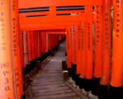 Inari Torii 2.JPG (295652 bytes)