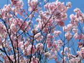More Blossom.JPG (92302 bytes)