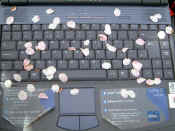 Petalson a laptop.JPG (57233 bytes)