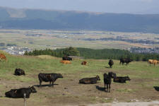 Aso cattle
