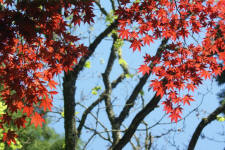 Maple leaves