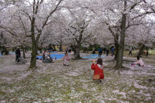 Korakuen cherry orchard