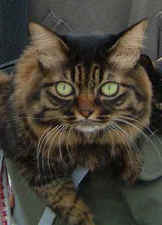 cat_close_up2.jpg (32933 bytes)