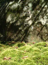 moss_shadow.jpg (70365 bytes)