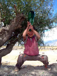 Green bottle.jpg (72443 bytes)
