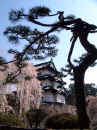 Hirosaki tree.JPG (70929 bytes)