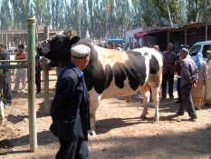 Bull.jpg (65679 bytes)