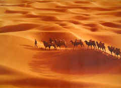 Caravan_of_camels.jpg (34164 bytes)
