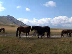 Horses.jpg (38333 bytes)