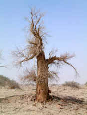 Hu_yang_diversiform-leaved_poplar.jpg (49721 bytes)