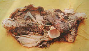 Mummy1.jpg (43032 bytes)