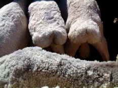 Sheeps_bottom.jpg (57186 bytes)