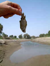 Tarim_fish.jpg (32549 bytes)