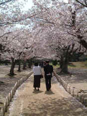 blossom.jpg (83949 bytes)