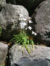flower.jpg (394939 bytes)