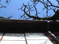 tree.JPG (47597 bytes)